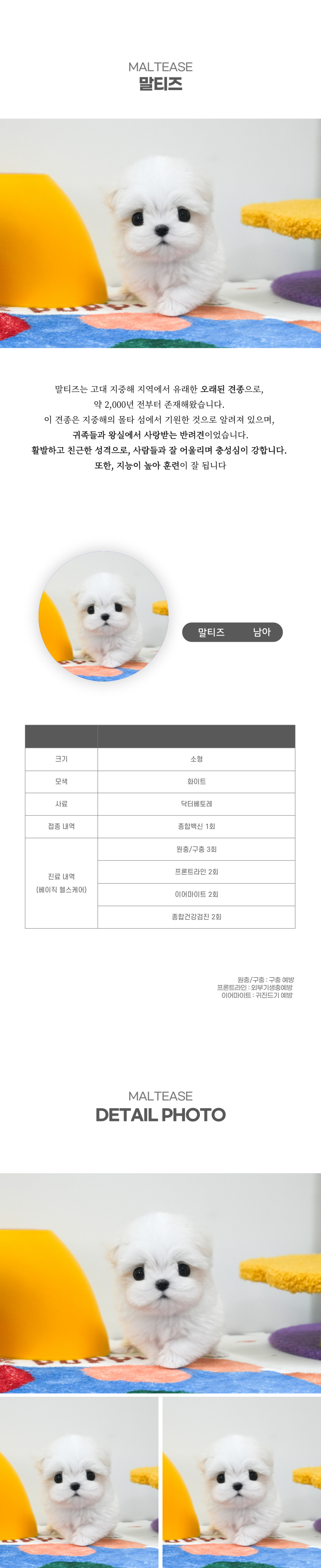 말티즈_상세이미지_2